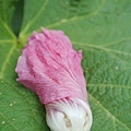 蜀葵花-50.jpg