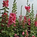 蜀葵花-51.jpg