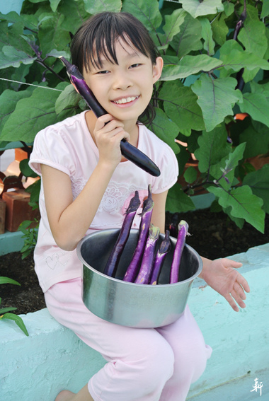 茄子-1.jpg 茄子-1.jpg