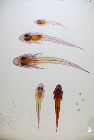 海生館-29.jpg 海生館-29.jpg