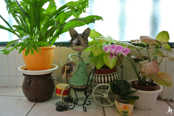 2016聖誕花草-1.jpg 2016聖誕花草-1.jpg