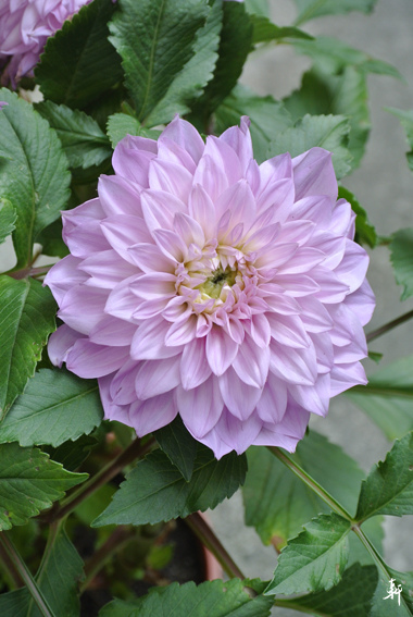 大理花-紫色.jpg 大理花-紫色.jpg