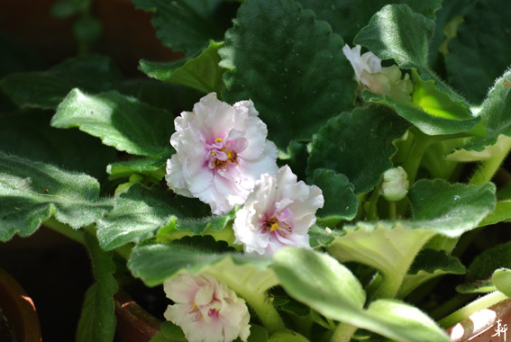非洲菫-粉色重瓣.jpg 非洲菫-粉色重瓣.jpg