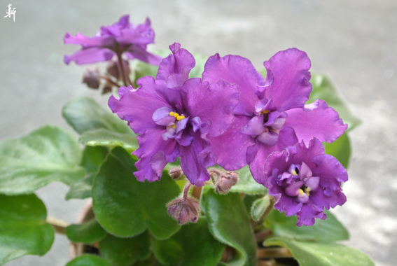 非洲菫-紫絨1.jpg 非洲菫-紫絨1.jpg