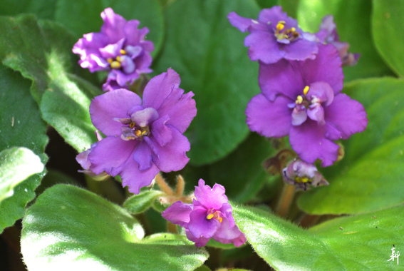非洲菫-紫絨3.jpg 非洲菫-紫絨3.jpg