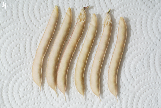 蝶豆種子.jpg 蝶豆種子.jpg