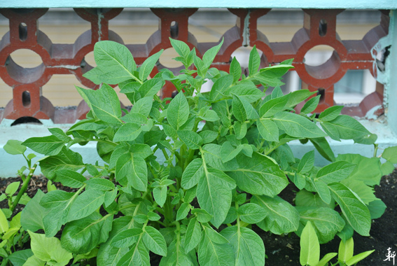 馬鈴薯-2.jpg 馬鈴薯-2.jpg