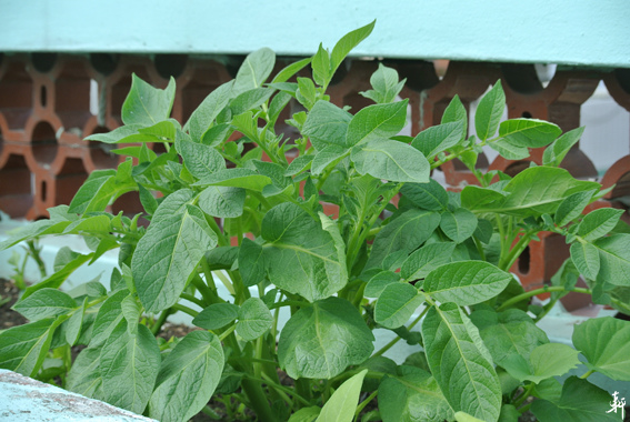 馬鈴薯-1.jpg 馬鈴薯-1.jpg