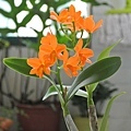 橘色蘭花-3.jpg