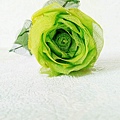 綠玫瑰3.jpg