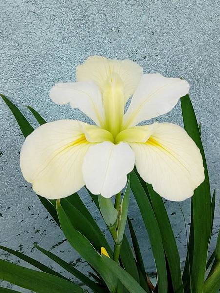 iris-yellow.jpg