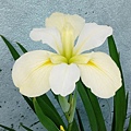 iris-yellow.jpg