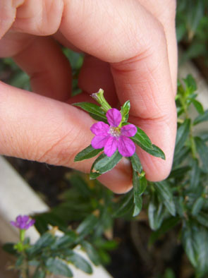 雪茄花