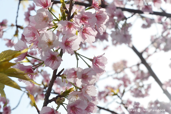 DSC_6298 DSC_6298