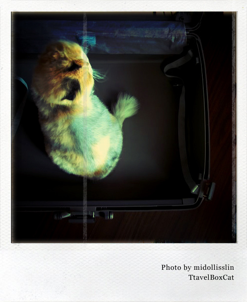 polaroid_TravelBoxCat.jpg polaroid_TravelBoxCat.jpg