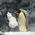 企小鵝在欣賞冰雕