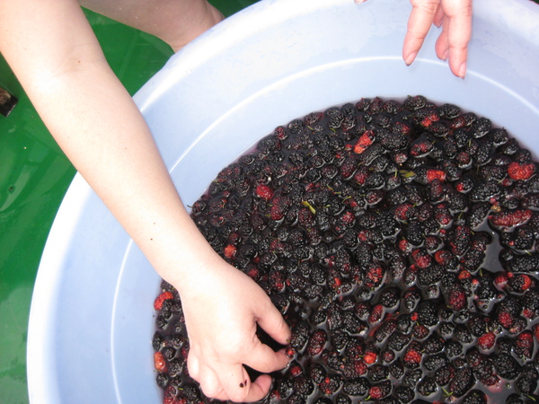 桑の実ジュースができた Midori 痞客邦 桑の実ジュースができた Midori 痞客邦