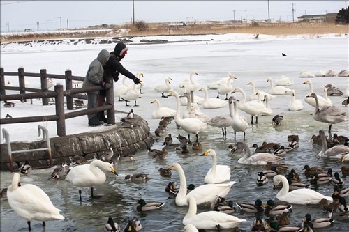 冬之北海道之4 網走 北濱車站 丹頂鶴 濤沸湖 白鳥公園 樹懶的大夢 痞客邦