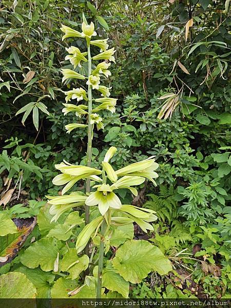 [自費老實說]玉川溫泉/新玉川溫泉比較