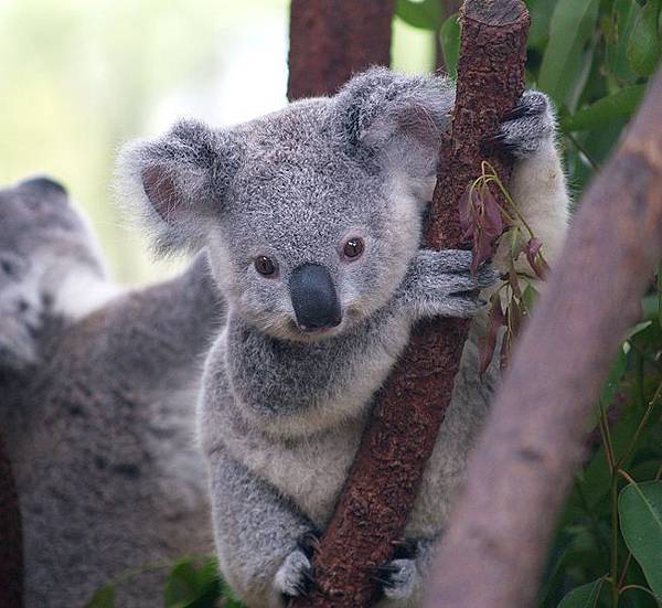 koala9.jpg