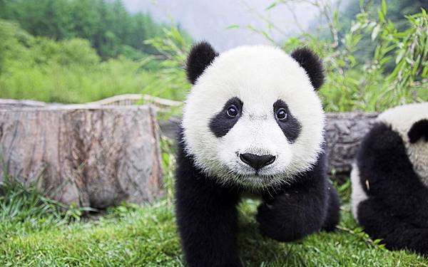 Cute-Panda-Bears-animals-34915025-2560-1600.jpg