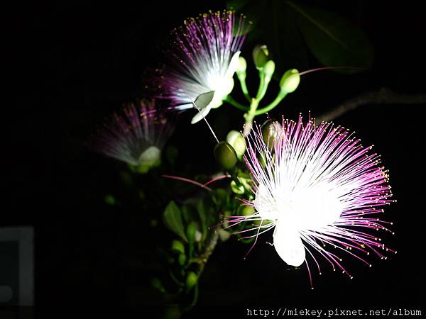 P1110062 P1110062