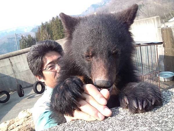 black bear in ani akita1