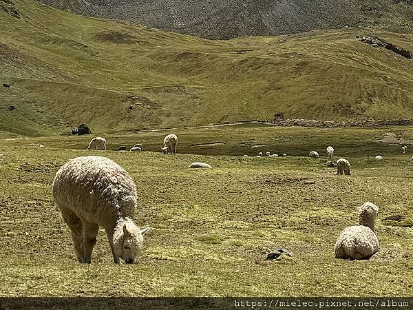 2025_秘魯自由行 Day8_ATV無痛登頂上帝調色盤 2025_秘魯自由行 Day8_ATV無痛登頂上帝調色盤
