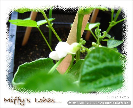  敏豆的白色小花～ 期待豆子長出來！