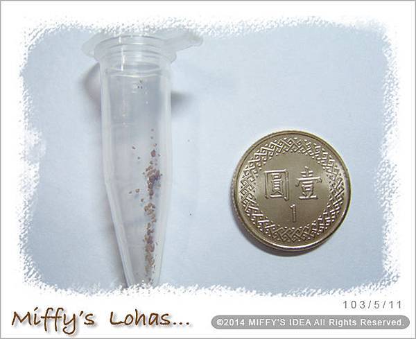  石頭玉播種紀錄-2 種子真的很小， 拿1塊錢比比看～