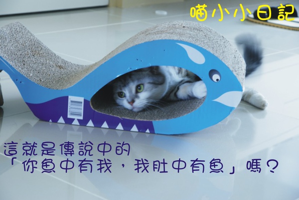 miffy與魚(2).jpg