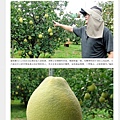 170902_[聯合新聞網]這款水果像魚翅 大老闆就愛吃它(記者陳雅玲).jpg