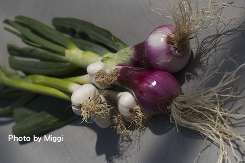 onion.tiff onion.tiff