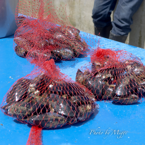 Oyster farm-2