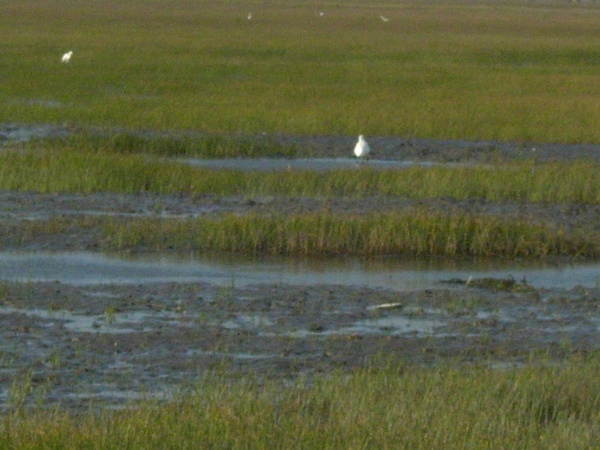 很多海鷗or水鳥?!