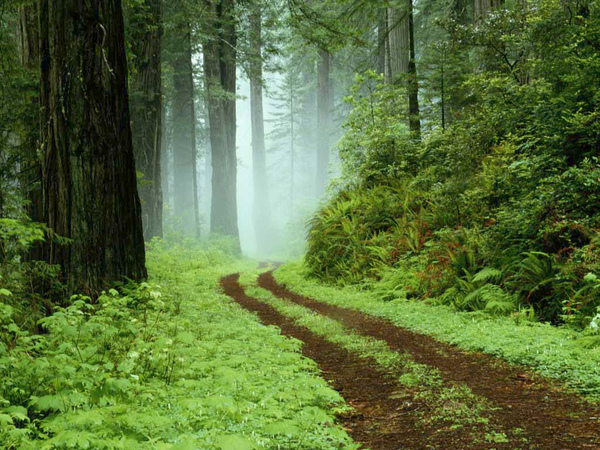 Forest.jpg Forest.jpg