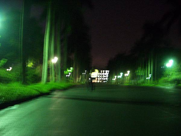 綠色的椰林大道..