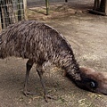 Emu，算是澳洲的國鳥！