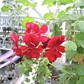 DSCN2229.jpg