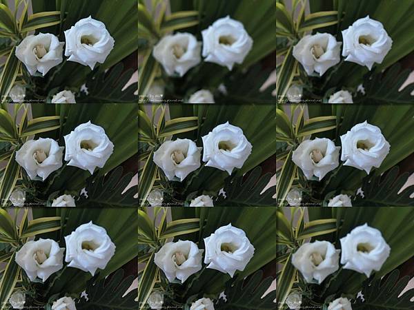 卡西歐Casio EX-10開箱