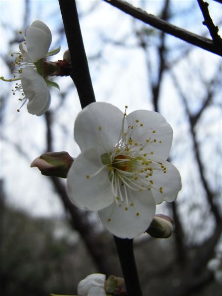 繼續梅花這位主角。