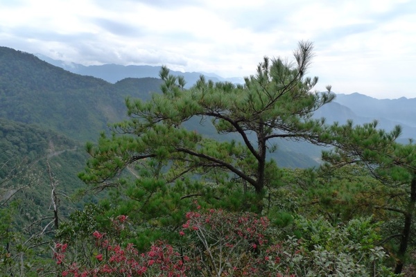 山景..鳶嘴稍來據說是「東勢的聖山」，我們在地人卻一次也沒來過。