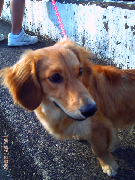 Cooper