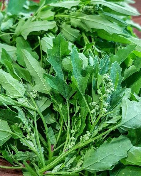 86471436_2587378011391968_2886945461522923520_o.jpg 86471436_2587378011391968_2886945461522923520_o.jpg