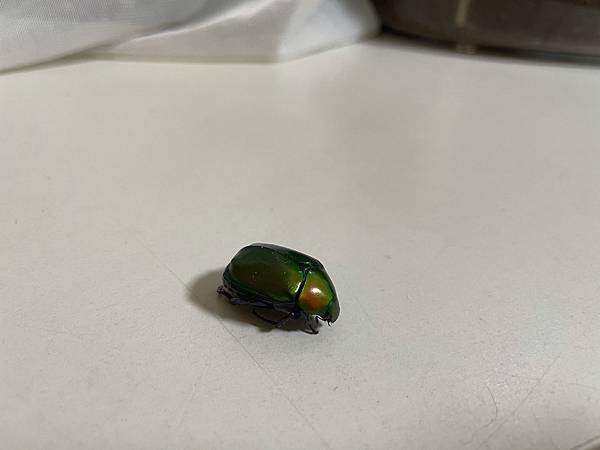 S__35020816.jpg S__35020816.jpg