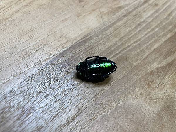 S__35020817.jpg S__35020817.jpg