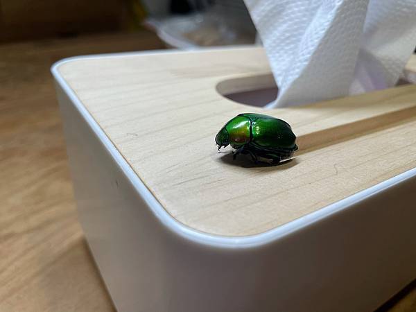 S__35020819.jpg S__35020819.jpg