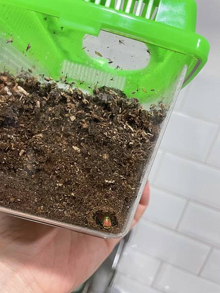 S__35020815.jpg S__35020815.jpg