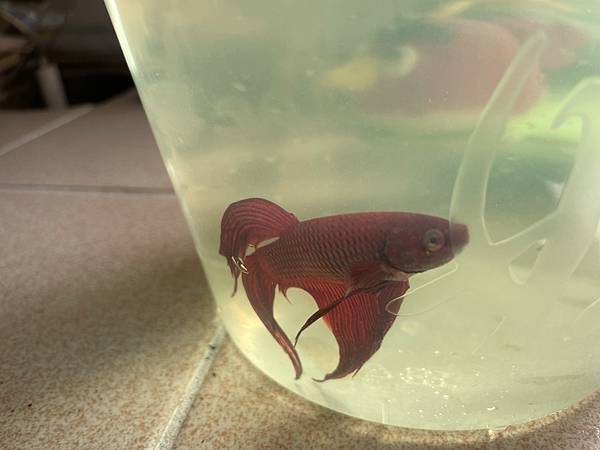 IMG_0004.jpeg IMG_0004.jpeg