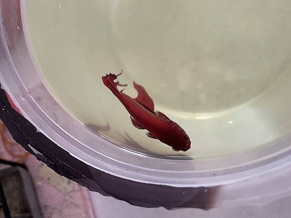 IMG_0003.jpeg IMG_0003.jpeg